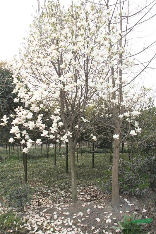 供應14-20公分白玉蘭 高桿白玉蘭 苗圃基地