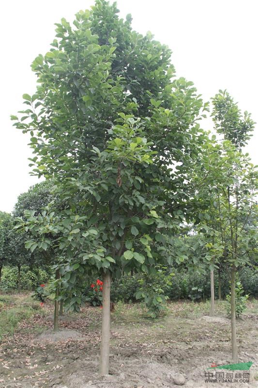 供應14-20公分白玉蘭 高桿白玉蘭 苗圃基地