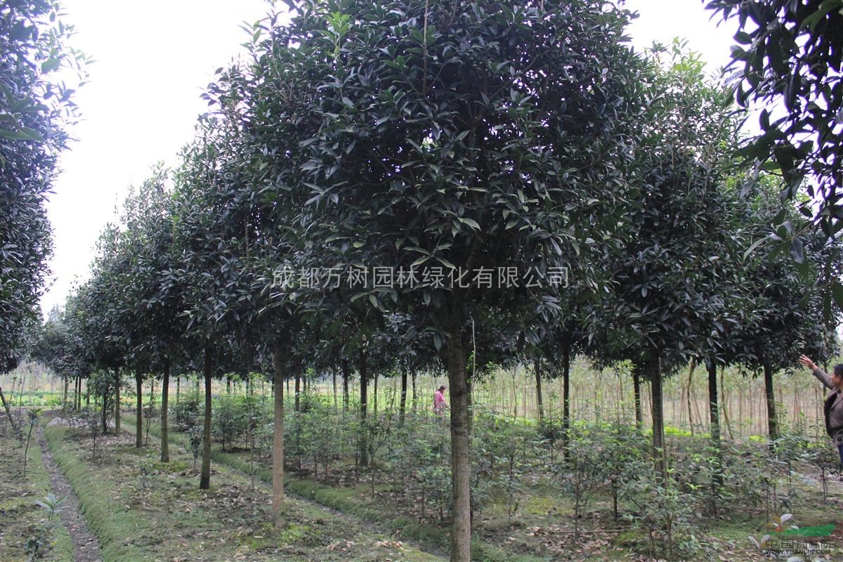 供應(yīng)桂花 成都桂花 獨(dú)桿桂花 桂花工程苗 桂花苗木批發(fā) 