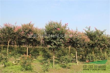 供應紫薇 四川紅花紫薇 紫薇苗木批發(fā) 紫薇價格 紫薇照片