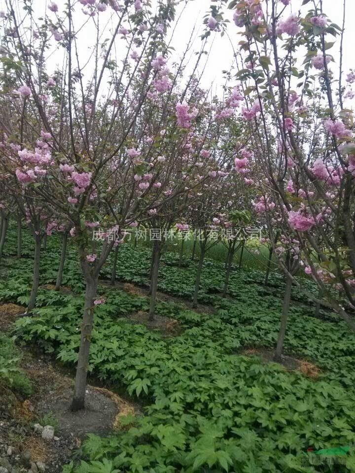 供應櫻花  成都櫻花 好樹形櫻花 櫻花苗木批發(fā) 萬樹園林售