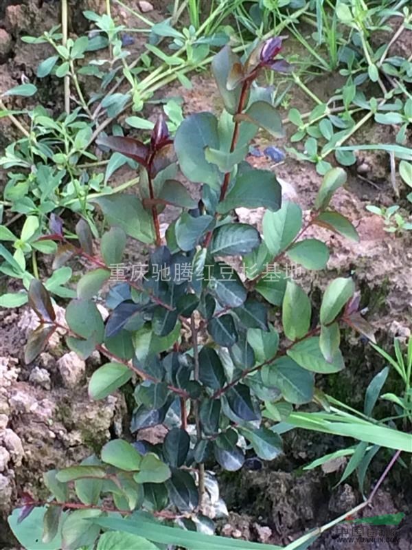 重慶紅火箭重慶四面山馳騰苗木