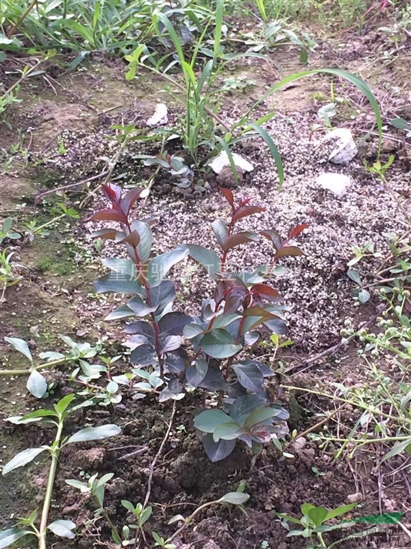重慶紅火箭重慶四面山馳騰苗木