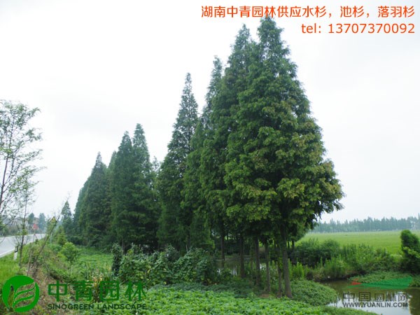 湖南中青園林益陽苗木基地直供水杉,池杉,落羽杉價(jià)格超優(yōu)惠