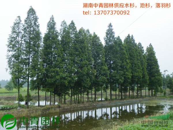 湖南中青園林益陽苗木基地直供水杉,池杉,落羽杉價(jià)格超優(yōu)惠