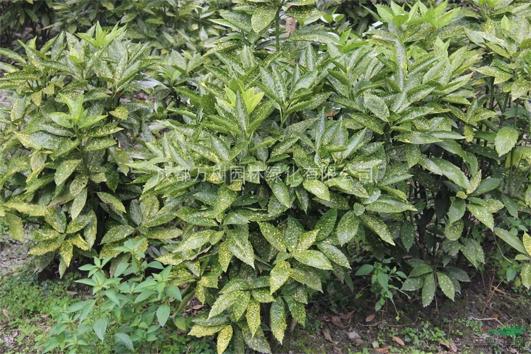 供應灑金珊瑚 成都灑金珊瑚 灑金珊瑚小苗批發(fā) 萬(wàn)樹(shù)園林售