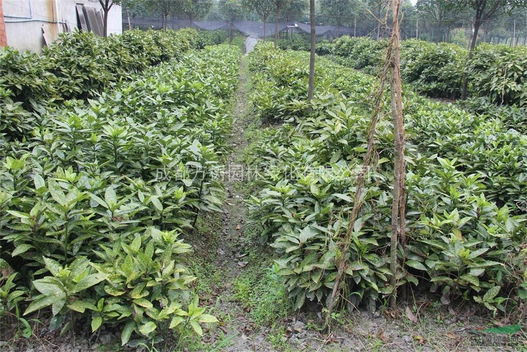 供應灑金珊瑚 成都灑金珊瑚 灑金珊瑚小苗批發(fā) 萬(wàn)樹(shù)園林售