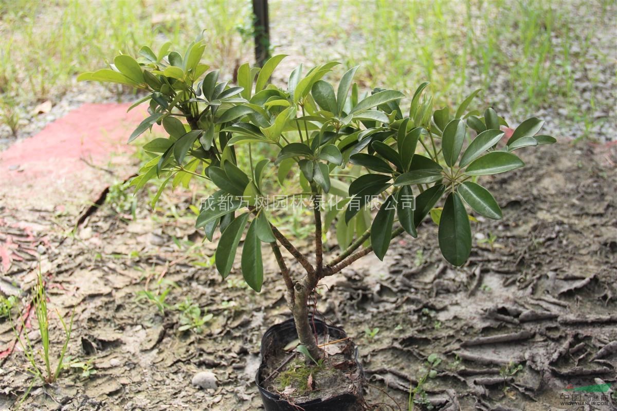 供應(yīng)鴨腳木 鴨腳木工程小苗供應(yīng) 鴨腳木批發(fā) 鴨腳木照片