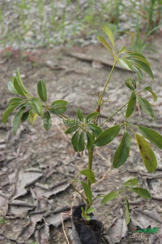 供應(yīng)鴨腳木 鴨腳木工程小苗供應(yīng) 鴨腳木批發(fā) 鴨腳木照片