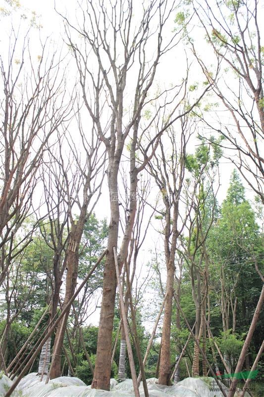 供應(yīng)黃連木 成都黃連木 黃連木照片 黃連木價(jià)格 萬樹園林售