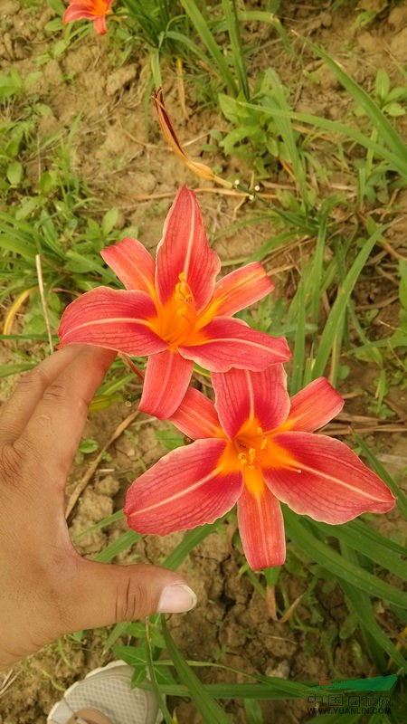 繁殖強(qiáng)萱草