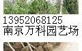 高度3米冠2.5米桂花樹價格信息，桂花樹價格信息供應(yīng)