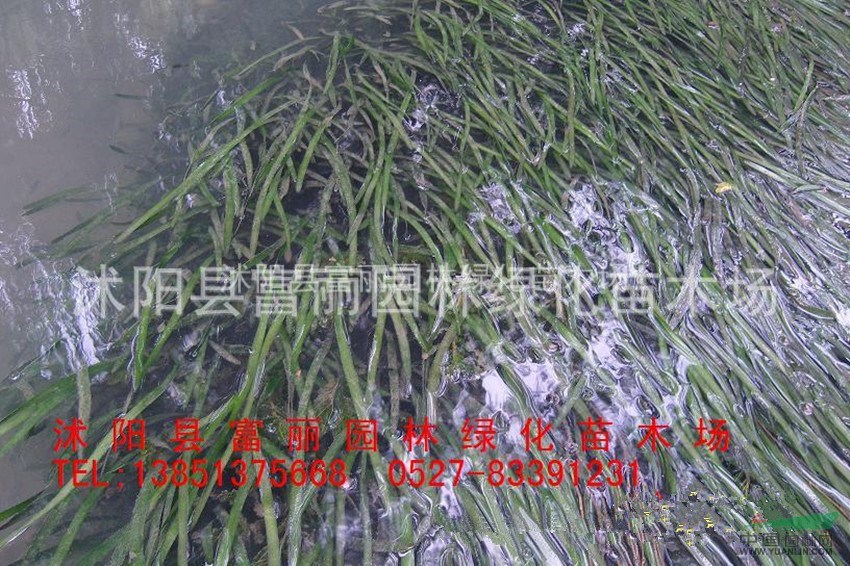 水生植物 千屈菜 蘆葦 水蔥 香蒲 苦藻 眼子菜 水菱，荇菜