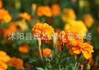 批發(fā)花種 邊坡種子 花卉種子，全新優(yōu)質(zhì)孔雀草種子，高發(fā)芽率