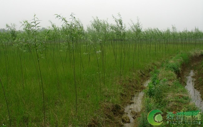 小柳樹苗 益陽柳樹 柳樹基地