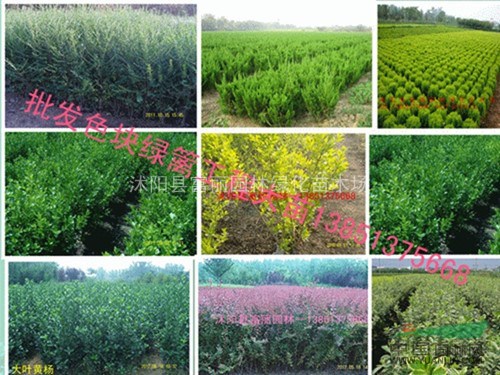 低價誠售 1000萬棵大葉黃楊 冬青工程大苗便宜批發(fā) 苗木
