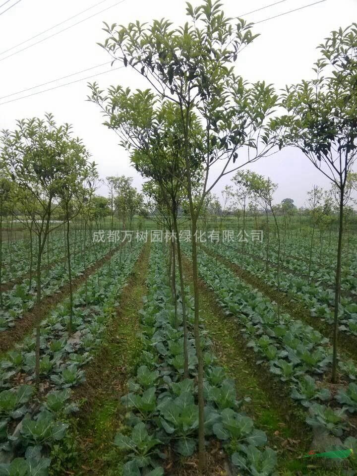 供應(yīng)桂花 四川高桿桂花 桂花價(jià)格 桂花照片 桂花工程苗