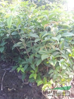 低價出售盆栽四季桂60萬棵