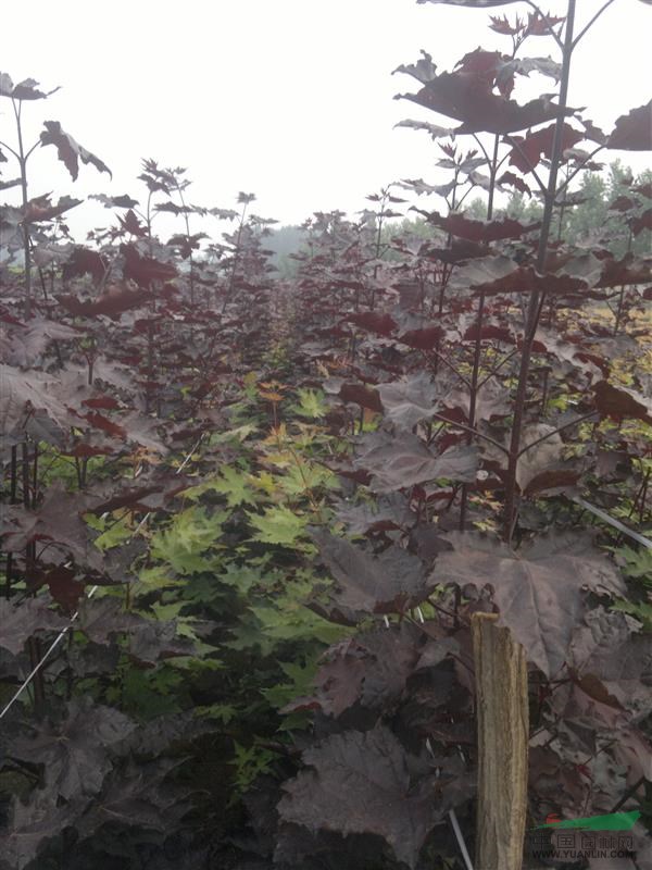 挪威紅楓