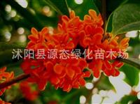 批發(fā) 四季桂 桂花樹(shù) 桂花苗 八月桂 大桂花 桂花 大小規(guī)格