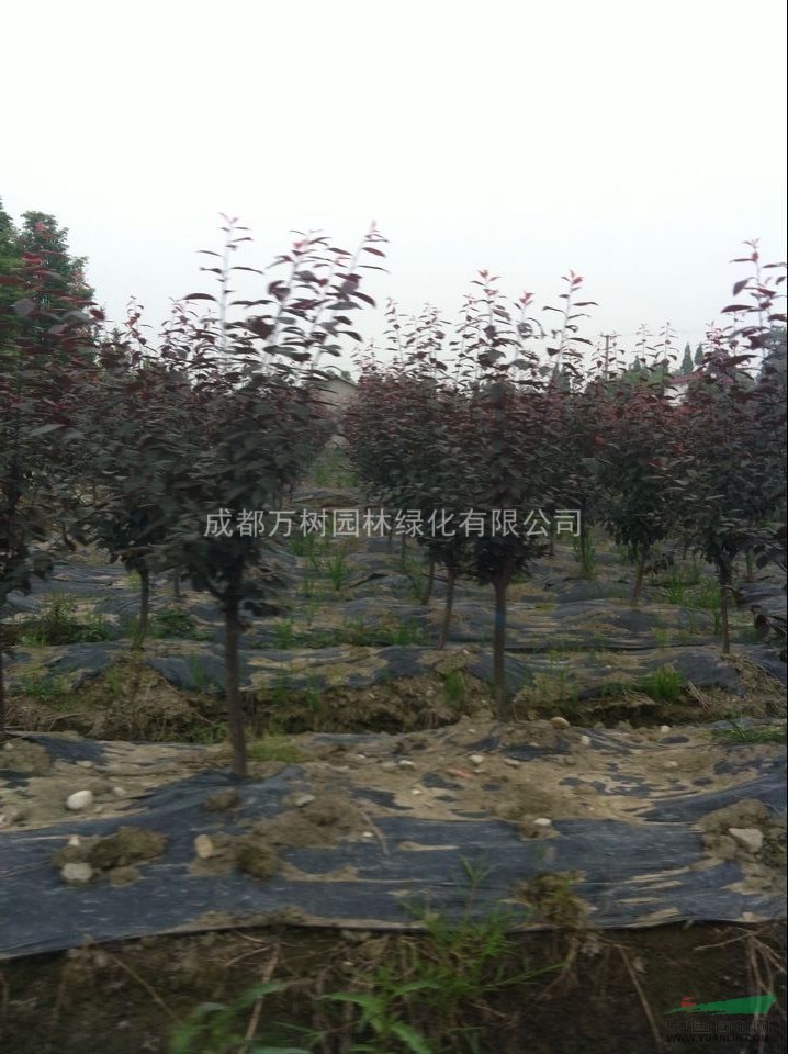 供應紅葉李 成都紅葉李價格 紅葉李苗木批發(fā) 紅葉李照片