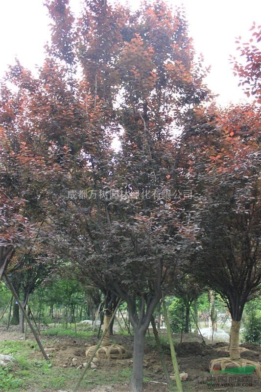 供應(yīng)紅葉李 成都好樹形紅葉李 紅葉李照片 紅葉李價格
