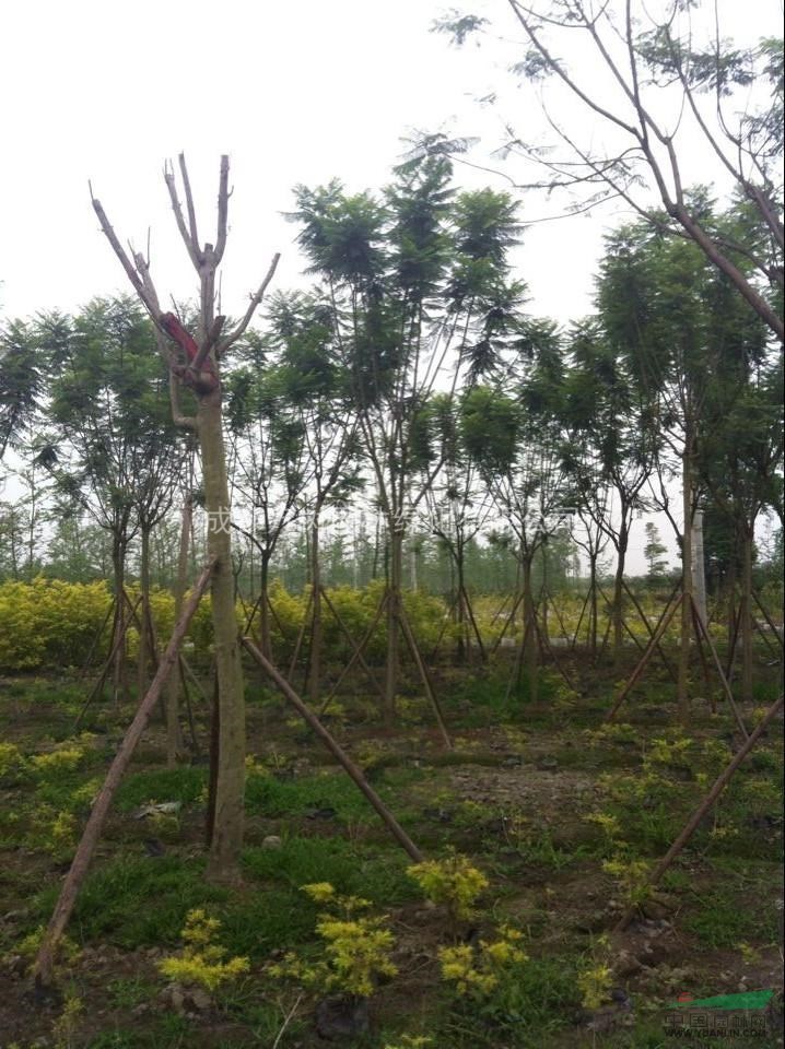 供應(yīng)藍花楹 四川藍花楹 藍花楹工程苗 藍花楹價格 萬樹園林售