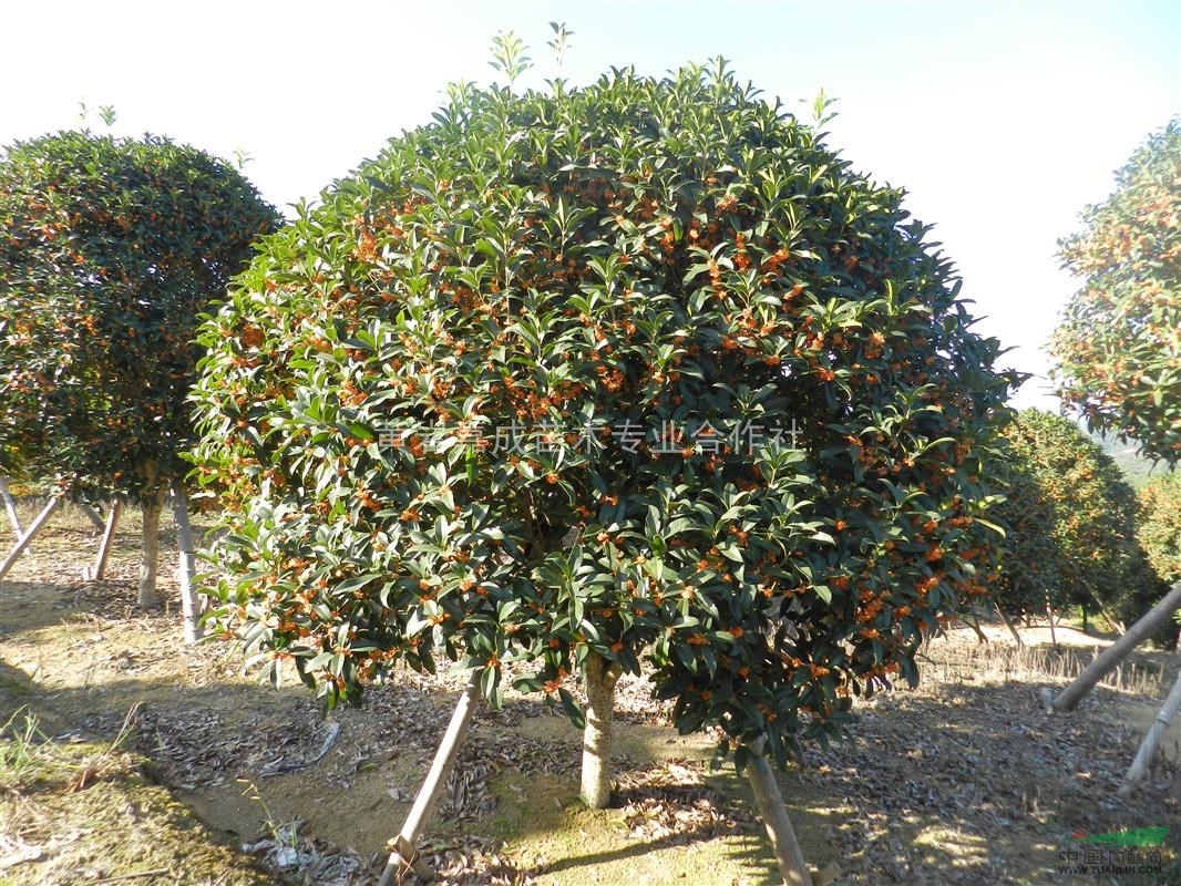 大量直銷狀元紅丹桂