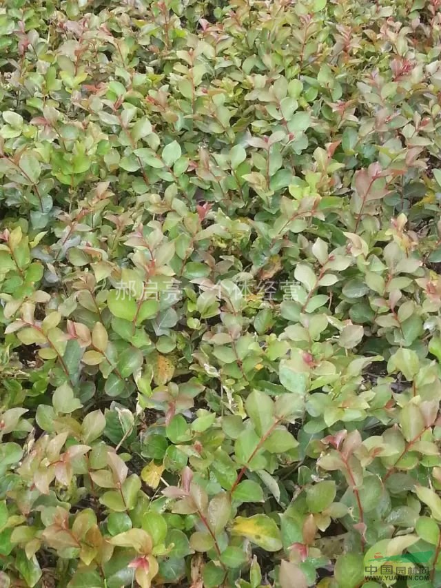 紫薇小苗