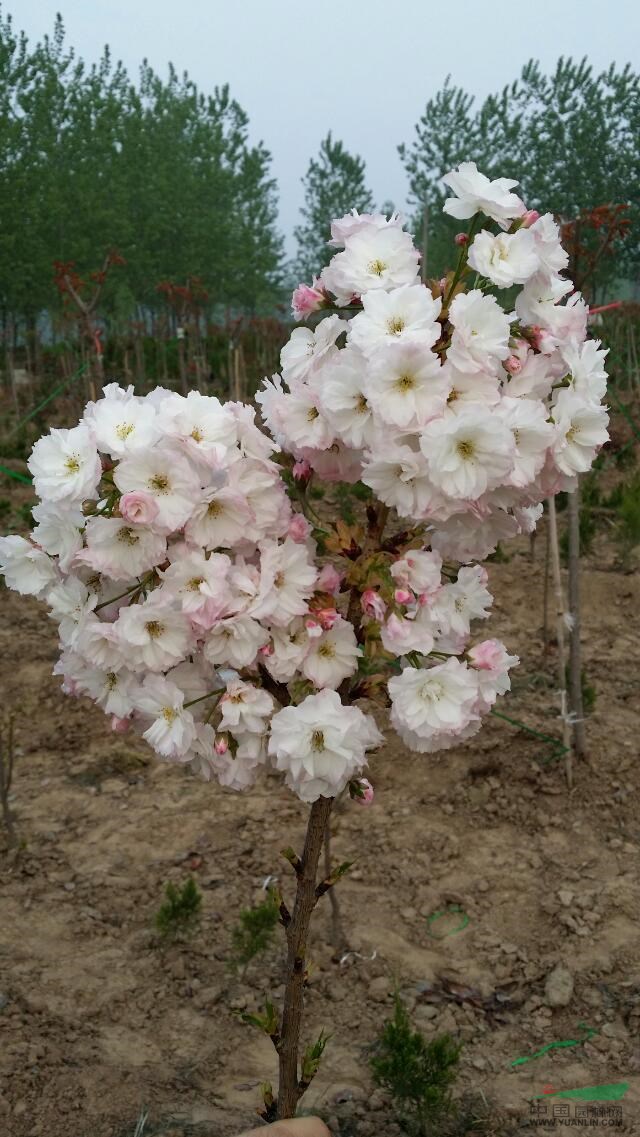 高桿櫻花山東精品