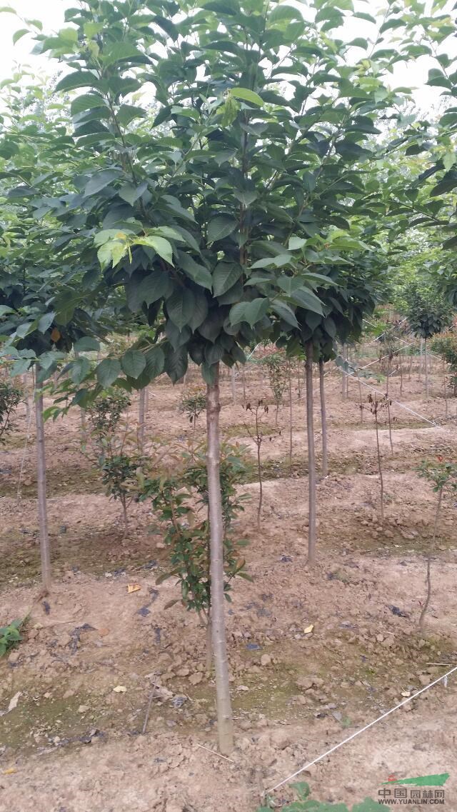 高桿櫻花山東精品