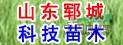 國槐…4公分國槐價格
