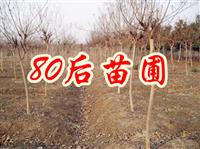 紫薇樹價格 紫薇價格表