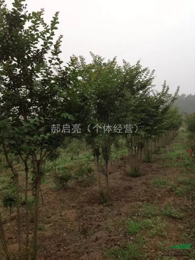 叢生紫薇山東臨沂