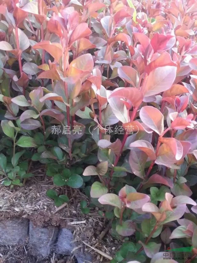 紅火箭紅火球紫薇小苗山東臨沂