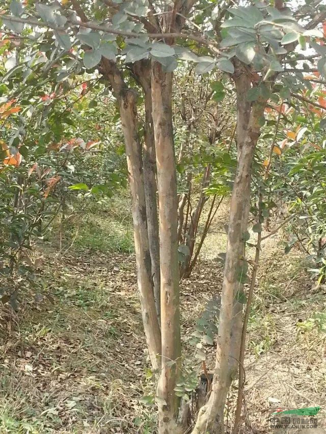 叢生紫薇山東臨沂