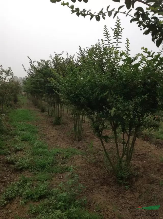 叢生紫薇山東臨沂