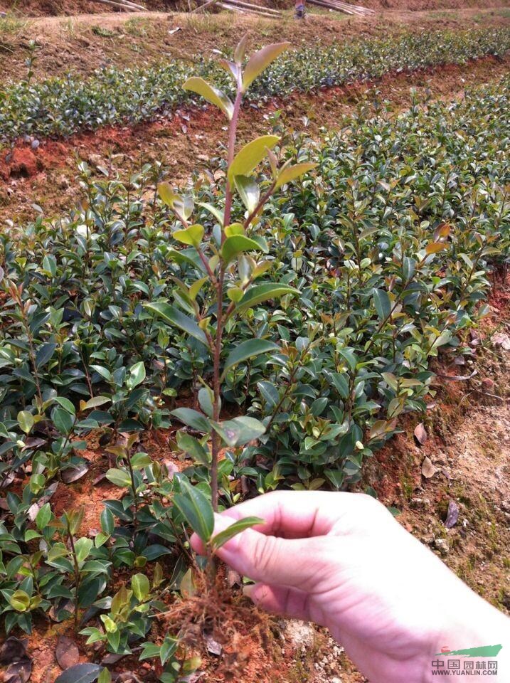 茶花苗
