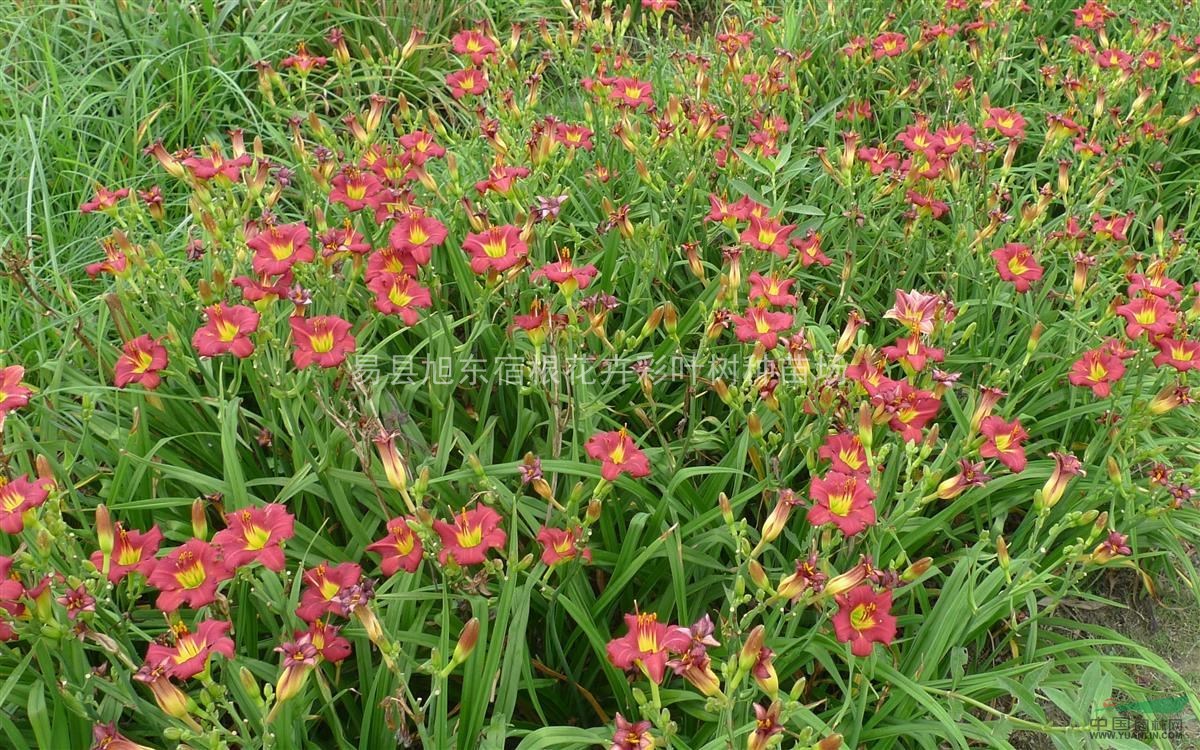 北京耐寒花卉北京宿根花卉北京萱草請選擇紅花萱草品種