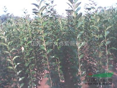大葉女貞小苗批發(fā)，大葉女貞苗木批發(fā)