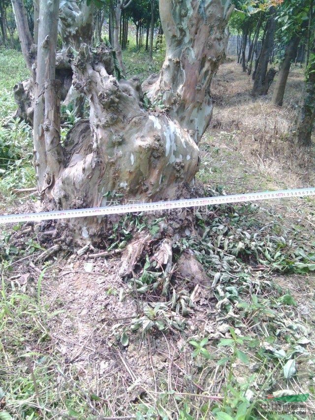 長沙含浦最多矮樁大紫薇