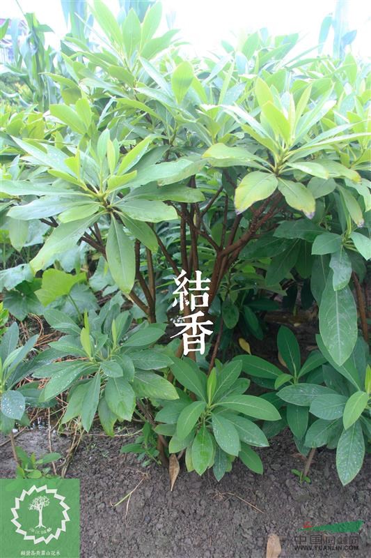 農(nóng)戶直銷結(jié)香