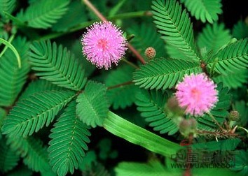 哪里有豬籠草驅(qū)蚊草含羞草碰碰香迷迭香吊蘭君子蘭金帝王多少錢