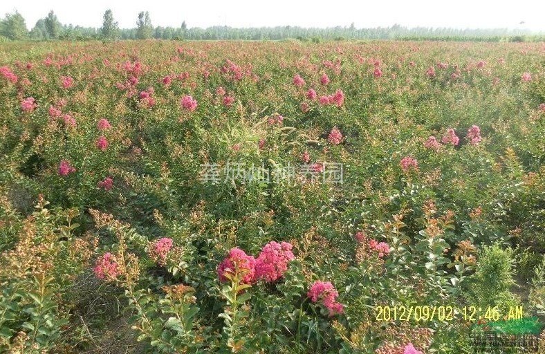 大量公路紫薇1---3公分苗