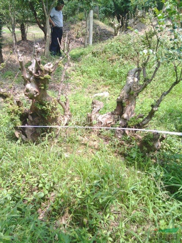 大量公路紫薇1---3公分苗