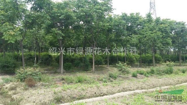 供應(yīng)各種規(guī)格黃山欒樹