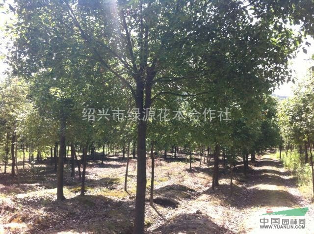 供應(yīng)各種規(guī)格香樟