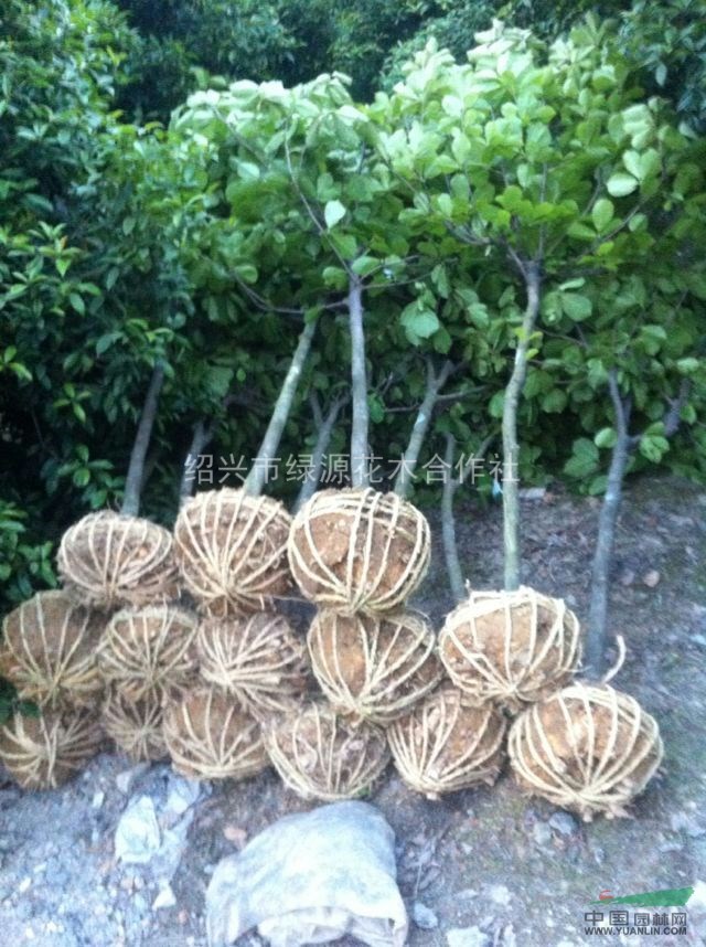 供應(yīng)白玉蘭、紅玉蘭、黃玉蘭、紫玉蘭
