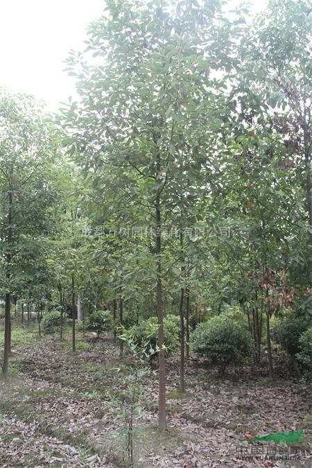 供應(yīng)香樟 成都香樟 香樟行道樹 香樟小苗價(jià)格 萬樹園林供應(yīng)