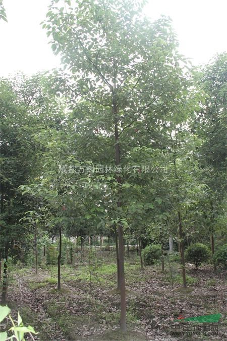 供應(yīng)香樟 成都香樟 香樟行道樹 香樟小苗價(jià)格 萬樹園林供應(yīng)